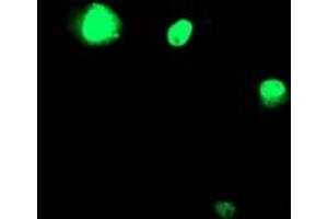 Image no. 3 for anti-T-Cell Acute Lymphocytic Leukemia 1 (TAL1) antibody (ABIN1501292) (TAL1 anticorps)