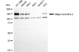 Western blotting analysis using Integrin subunit alpha 2 antibody (ABIN7799060). (Recombinant Integrin 2 (Subunit alpha) anticorps)