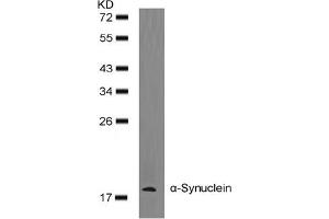 Image no. 2 for anti-Synuclein, alpha (SNCA) (AA 131-135) antibody (ABIN401571) (SNCA anticorps  (AA 131-135))