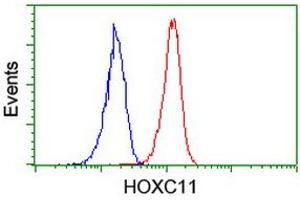 Image no. 2 for anti-Homeobox C11 (HOXC11) (AA 1-304) antibody (ABIN1490737) (HOXC11 anticorps  (AA 1-304))