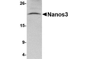 Western Blotting (WB) image for anti-Nanos Homolog 3 (NANOS3) (C-Term) antibody (ABIN1030535) (NANOS3 anticorps  (C-Term))