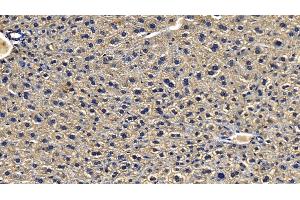 Detection of IRAK4 in Mouse Liver Tissue using Polyclonal Antibody to Interleukin 1 Receptor Associated Kinase 4 (IRAK4)