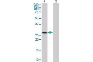 Western Blot analysis of APOA1 expression in transfected 293T cell line by APOA1 MaxPab polyclonal antibody. (APOA1 anticorps  (AA 1-267))