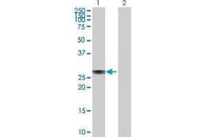 Western Blot analysis of APOA1 expression in transfected 293T cell line by APOA1 MaxPab polyclonal antibody.