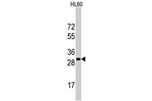 Western blot analysis of RPS6 polyclonal antibody  in HL-60 cell line lysates (35 ug/lane). (RPS6 anticorps  (N-Term))