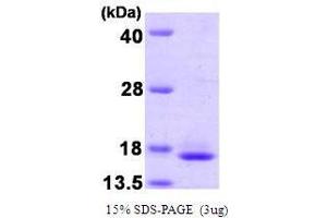 Figure annotation denotes ug of protein loaded and % gel used.