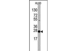 Western blot analysis of anti-EIF4E Antibody (N-term) Pab ((ABIN388675 and ABIN2838633)) in HL60 cell line lysates. (EIF4E anticorps  (N-Term))