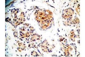 Human pancreas tissue was stained by Rabbit Anti-Augurin (71-107) (Human) Antiserum (C2orf40 anticorps  (Preproprotein))