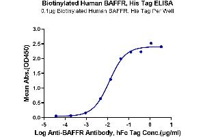Immobilized Biotinylated Human BAFFR, His Tag at 1 μg/mL (100 μL/Well) on the plate.