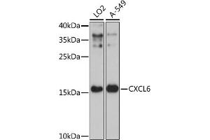 Western blot analysis of extracts of various cell lines, using CXCL6 antibody (ABIN7266316) at 1:3000 dilution. (CXCL6 anticorps  (AA 38-114))