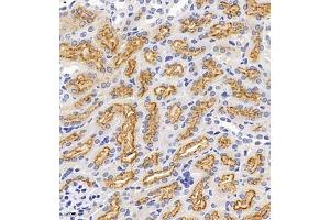 Immunohistochemistry of paraffin embedded mouse kidney using Megalin (ABIN7074514) at dilution of 1:1000 (400x lens) (LRP2 anticorps)