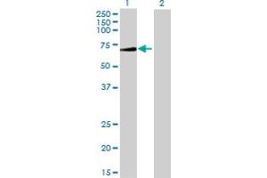 Lane 1: ALPPL2 transfected lysate ( 58. (ALPPL2 293T Cell Transient Overexpression Lysate(Denatured))