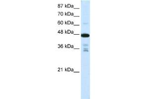 WB Suggested Anti-PRMT2 Antibody Titration:  0. (PRMT2 anticorps  (N-Term))