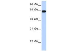 Image no. 1 for anti-Kelch-Like 36 (KLHL36) (AA 396-445) antibody (ABIN6740389) (KLHL36 anticorps  (AA 396-445))