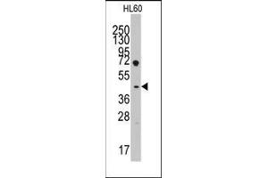 Western blot analysis of anti-LEFTB(C-term) Pab in HL60 cell line lysates (35ug/lane).