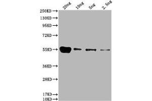 Western Blot Positive WB detected in: HIS fusion protein 1 at 20 ng, 10 ng, 5 ng, 2. (His Tag anticorps)