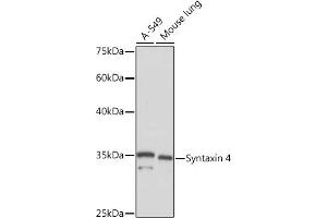 Western blot analysis of extracts of various cell lines, using Syntaxin 4 Rabbit mAb (ABIN7270687) at 1:1000 dilution. (Syntaxin 4 anticorps)