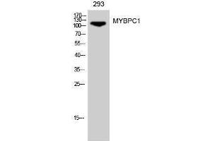 Western Blotting (WB) image for anti-Myosin Binding Protein C, Slow Type (MYBPC1) (Internal Region) antibody (ABIN6281955)