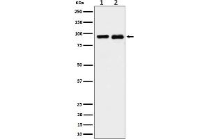 Western blot analysis of CSDE1 expression in (1) K562 cell lysate, (2) PC-12 cell lysate.
