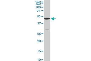CPSF6 monoclonal antibody (M10), clone 3F11.