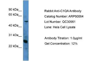WB Suggested Anti-C1QA  Antibody Titration: 0. (C1QA anticorps  (N-Term))