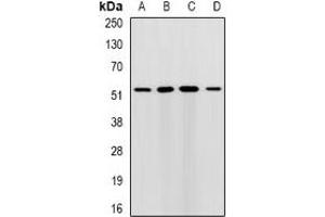 Western blot analysis of RMDN3 expression in HepG2 (A), MCF7 (B), mouse liver (C), mouse brain (D) whole cell lysates.