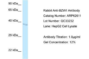 Western Blotting (WB) image for anti-Basic Leucine Zipper and W2 Domains 1 (BZW1) (N-Term) antibody (ABIN2789188) (BZW1 anticorps  (N-Term))