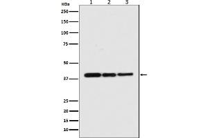 Western blot analysis of p38 MAPK expression in (1) HeLa cell lysate