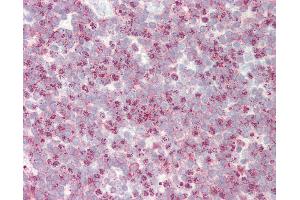 Anti-SLC24A1 / NCKX antibody IHC staining of human tonsil.