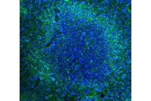 IF analysis of Cd2 using anti-Cd2 antibody (ABIN7601386). (CD2 anticorps  (AA 34-330))