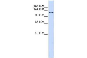 WB Suggested Anti-XPO5 Antibody Titration:  0. (XPO5 anticorps  (N-Term))