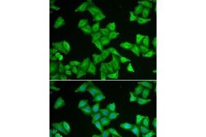 Immunofluorescence analysis of U2OS cells using COX5A Polyclonal Antibody