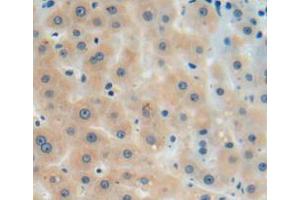 Used in DAB staining on fromalin fixed paraffin-embedded liver tissue (AGMAT anticorps  (AA 205-347))