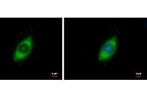 ICC/IF Image GRP94 antibody [N1N3] detects GRP94 protein at cytoplasm by immunofluorescent analysis.