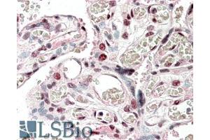 ABIN1590105 (5µg/ml) staining of paraffin embedded Human Placenta.