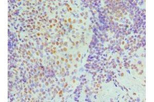 Immunohistochemistry of paraffin-embedded human tonsil tissue using ABIN7161690 at dilution of 1:100 (NONO anticorps  (AA 1-300))