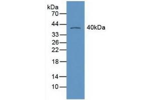 Detection of RXRg in Mouse Heart Tissue using Polyclonal Antibody to Retinoid X Receptor Gamma (RXRg) (Retinoid X Receptor gamma anticorps  (AA 12-220))
