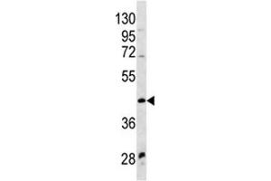 WNT9A antibody western blot analysis in NCI-H460 lysate (WNT9A anticorps  (AA 216-244))