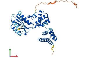 AlphaFold protein structure predicition of Human Recombinant RFC2 Protein, UniprotID P35250