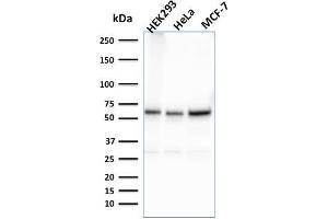 Western Blot Analysis of HEK293, HeLa, MCF-7 cell lysates using Purified FAF1 Mouse Monoclonal Antibody (CPTC-FAF1-2). (FAF1 anticorps)