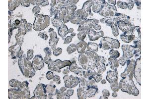 (ABIN185465) Negative Control showing staining of paraffin embedded Human Placenta, with no primary antibody.