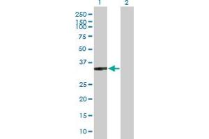 Western Blot analysis of XRCC2 expression in transfected 293T cell line by XRCC2 MaxPab polyclonal antibody.
