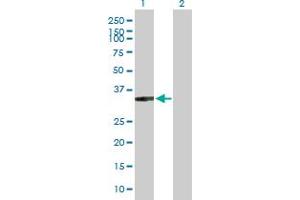 Western Blot analysis of XRCC2 expression in transfected 293T cell line by XRCC2 MaxPab polyclonal antibody. (XRCC2 anticorps  (AA 1-280))
