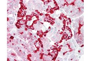 Anti-GP2 antibody IHC of human pancreas. (GP2 anticorps  (AA 182-231))