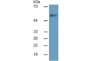 Rabbit Detection antibody from the kit in WB with Positive Control:  Sample Human Hela cell lysate.