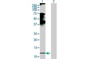 Western Blot analysis of CCL21 expression in transfected 293T cell line by CCL21 MaxPab polyclonal antibody.