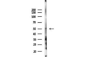 anti-Selenium Binding Protein 1 (SELENBP1) (N-Term) antibody