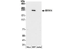 anti-Myosin (AA 1945-1995) antibody