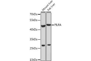 Western blot analysis of extracts of various cell lines, using PILRA Rabbit pAb (ABIN7269157) at 1:1000 dilution.