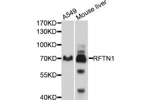 Western blot analysis of extracts of various cell lines, using RFTN1 antibody (ABIN5998690) at 1/1000 dilution. (RFTN1 anticorps)